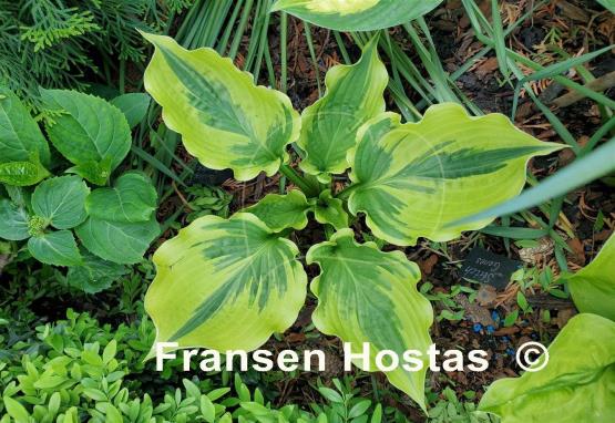 Hosta Paisley Border